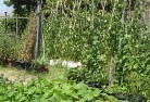 Glen Nivenvegetable-gardens-6.jpg; ?>